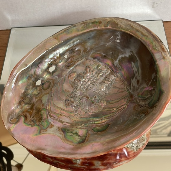 Rare Giant Red Abalone Shell: Perfect Display Condition - Picture 6 of 8